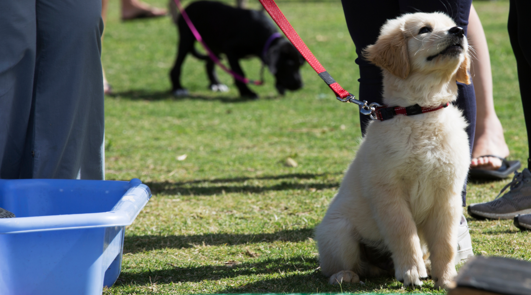 Puppy at puppy training class