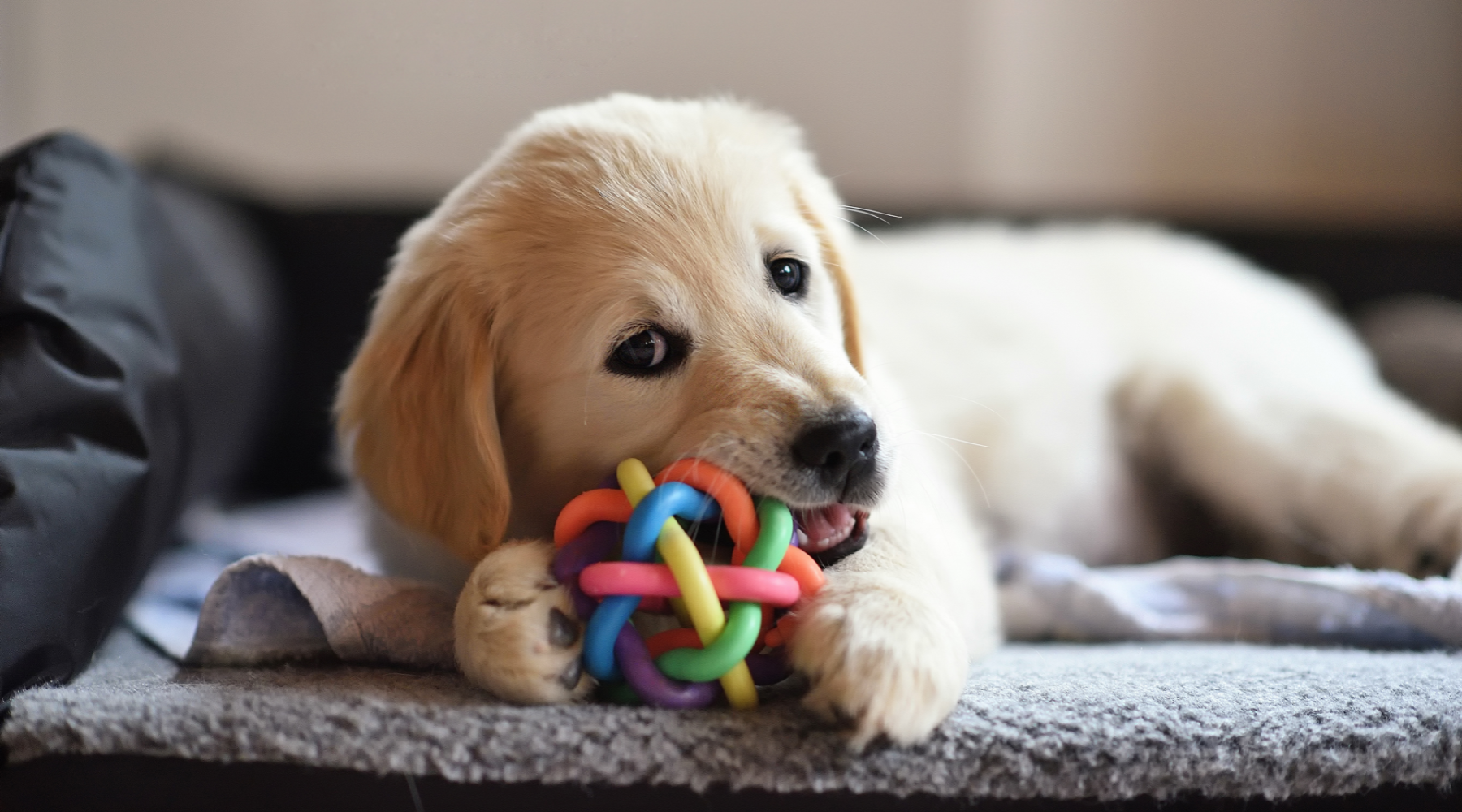 Puppy chewing a toy