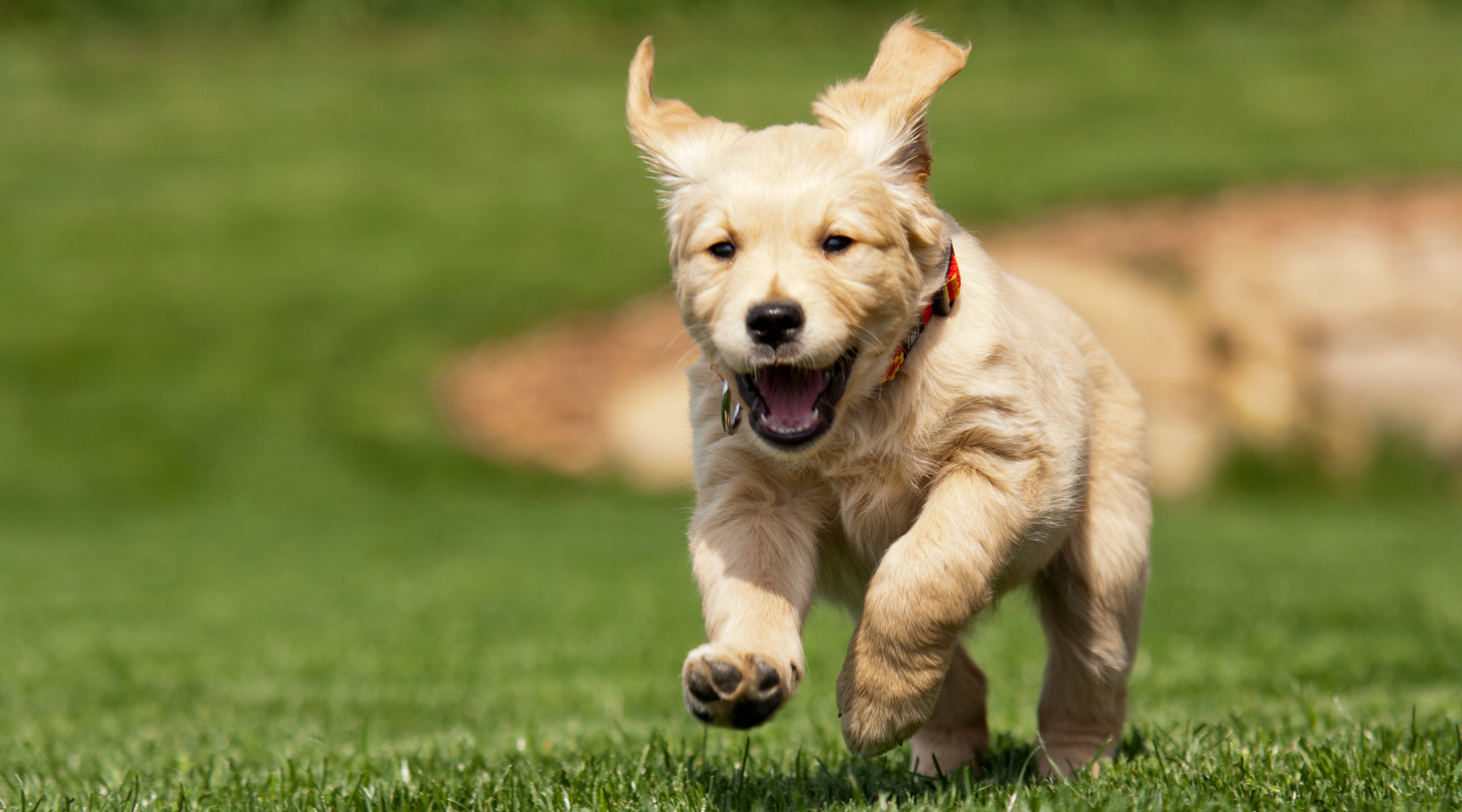 Puppy running