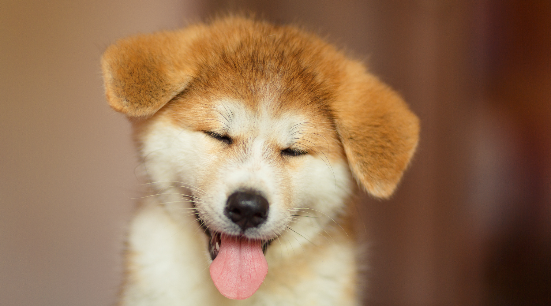Puppy sticking tongue out