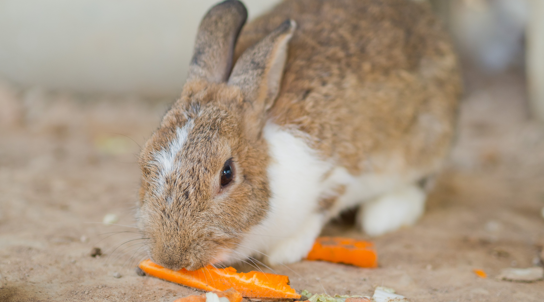 Rabbit eating carrots