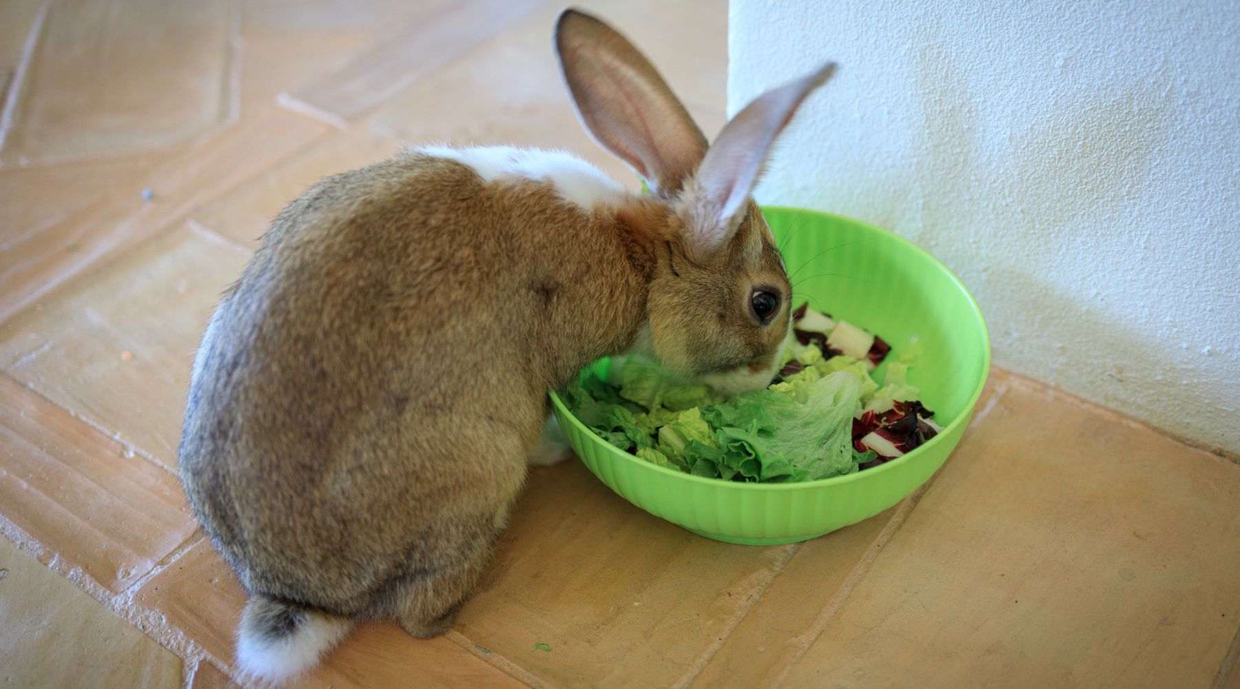Rabbit eating lettuce