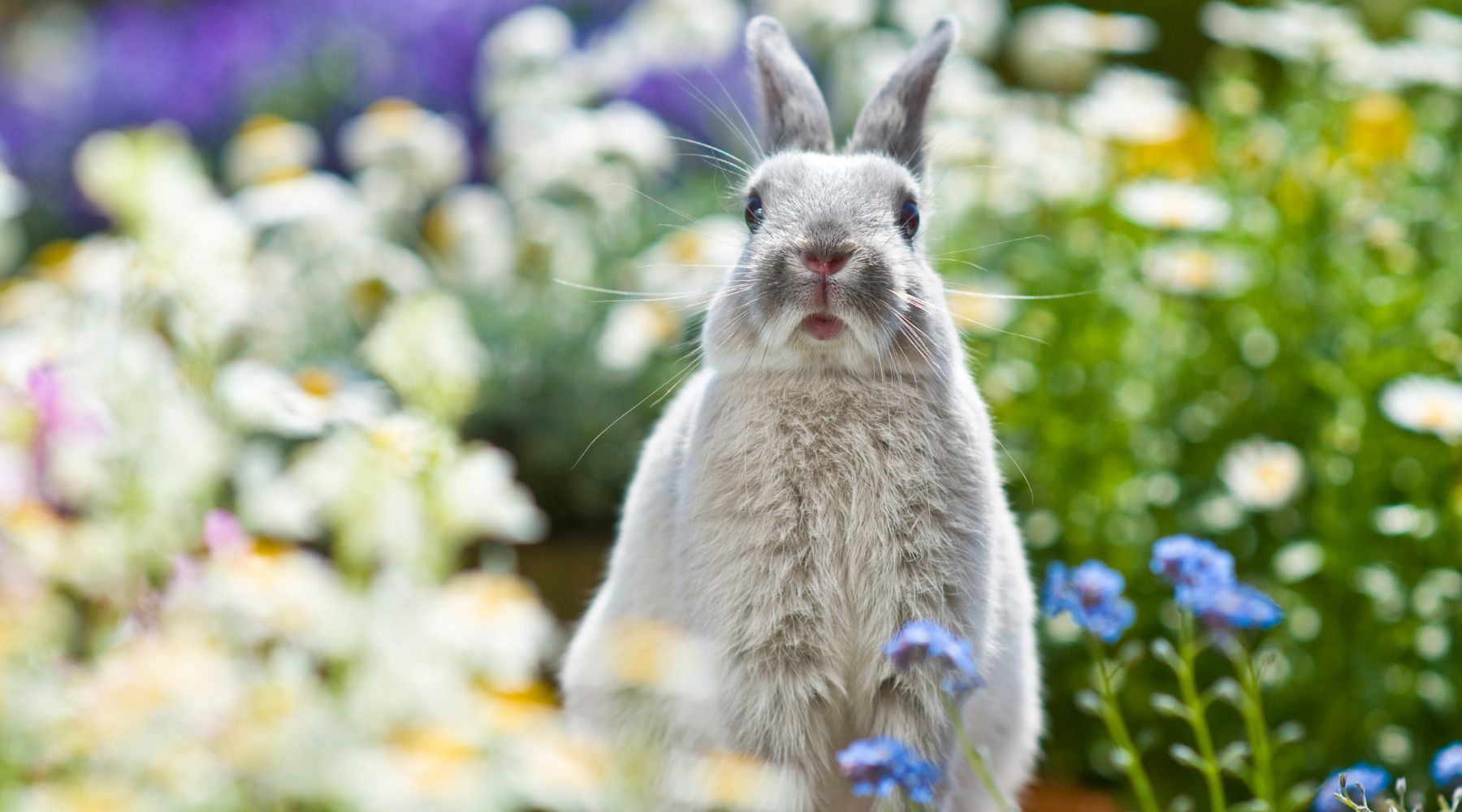 Rabbit in garden