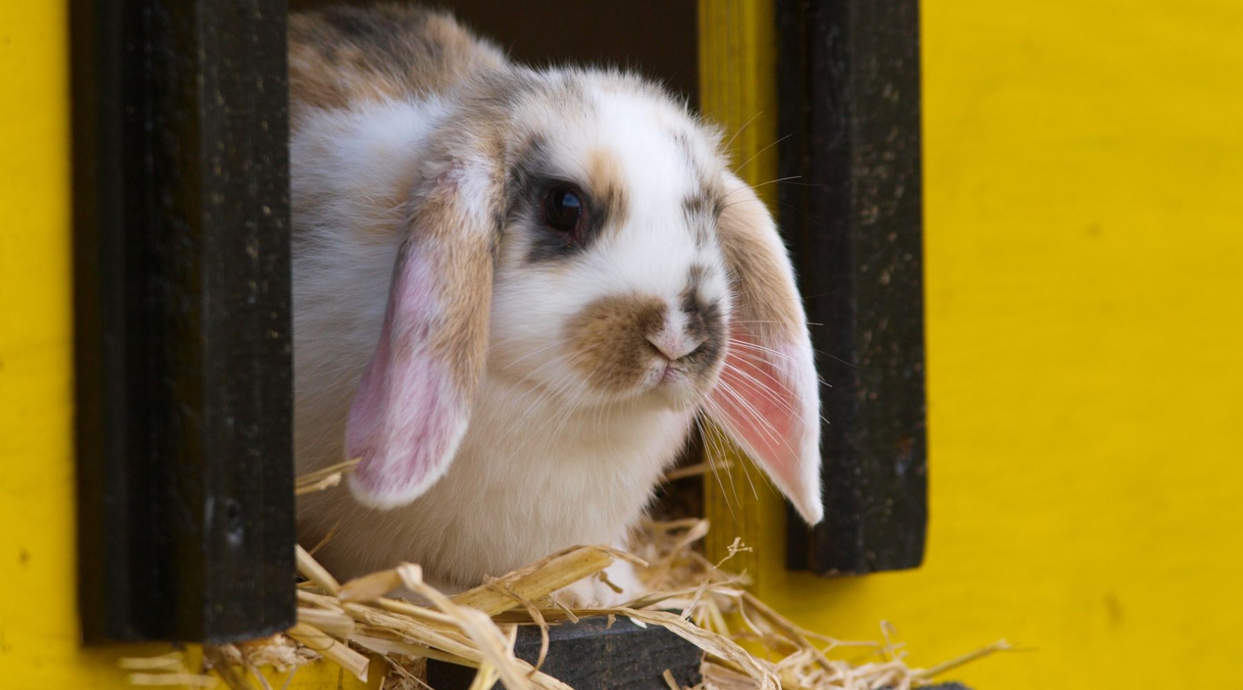 Rabbit in yellow enclosure