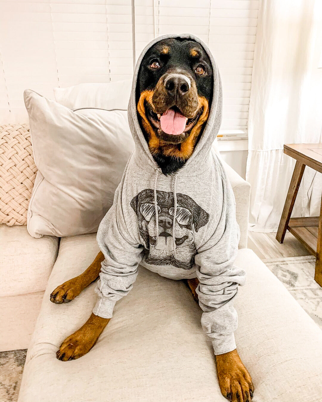 Rottweiler wearing a rottweiler hoodie