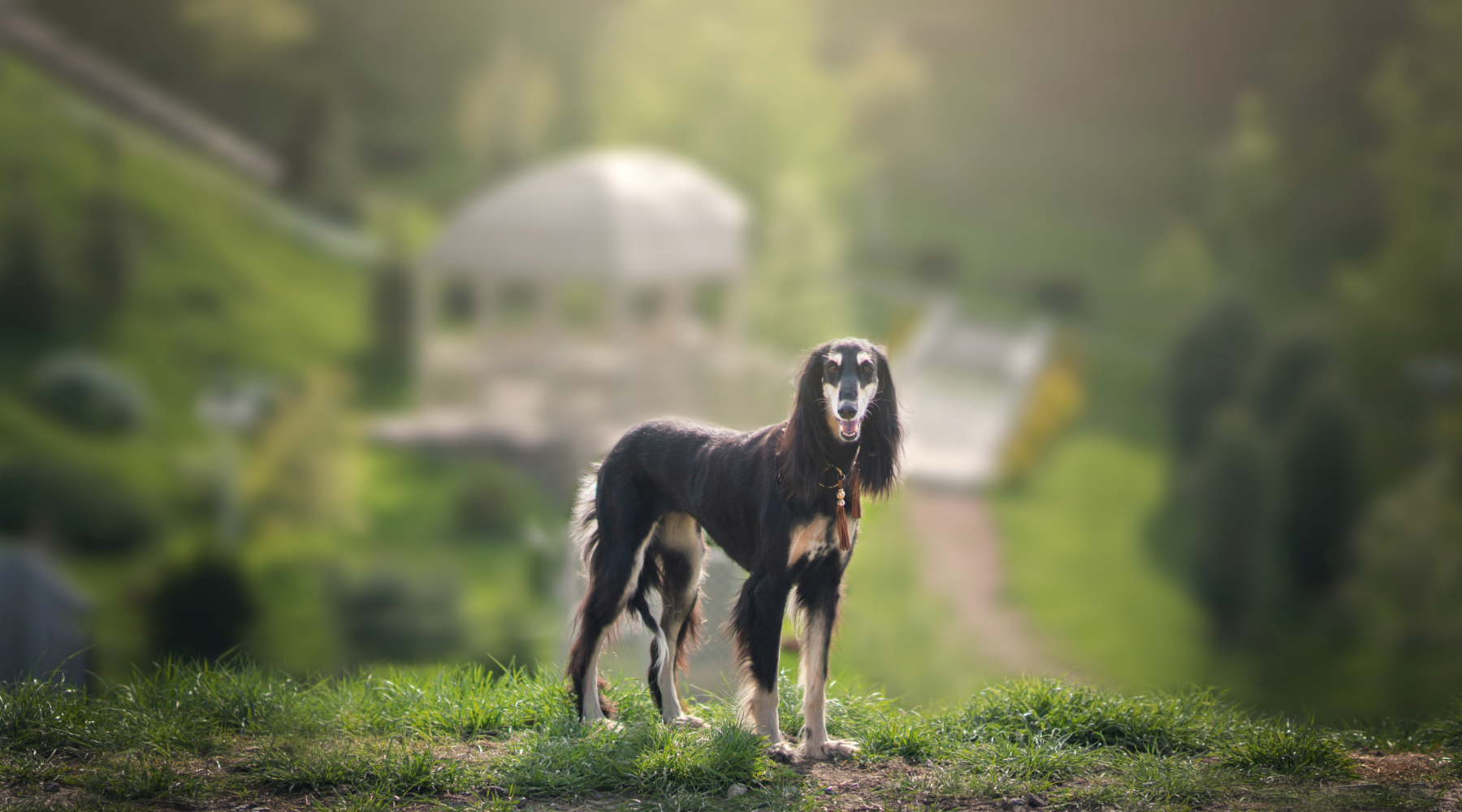 Saluki dog