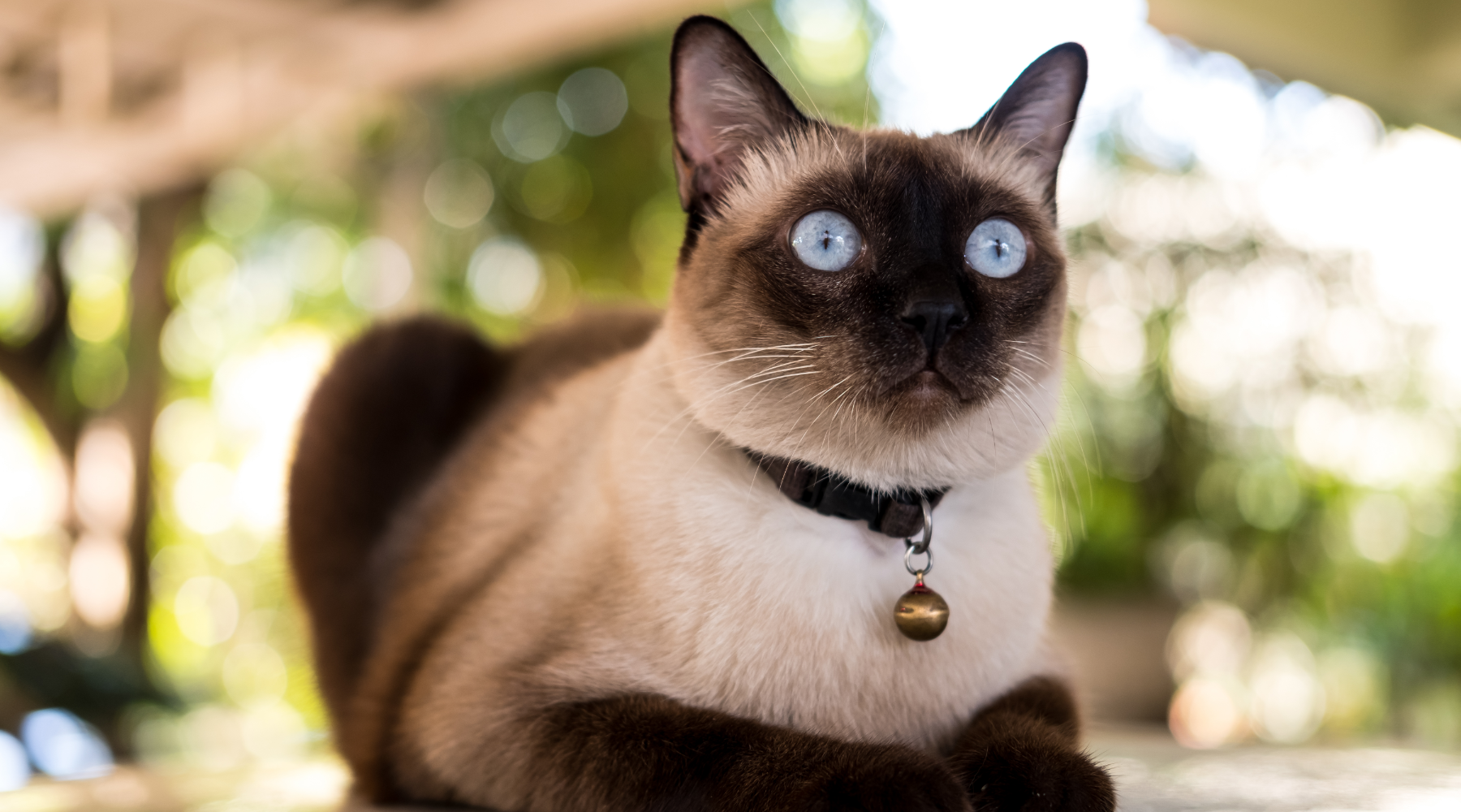 Siamese cat