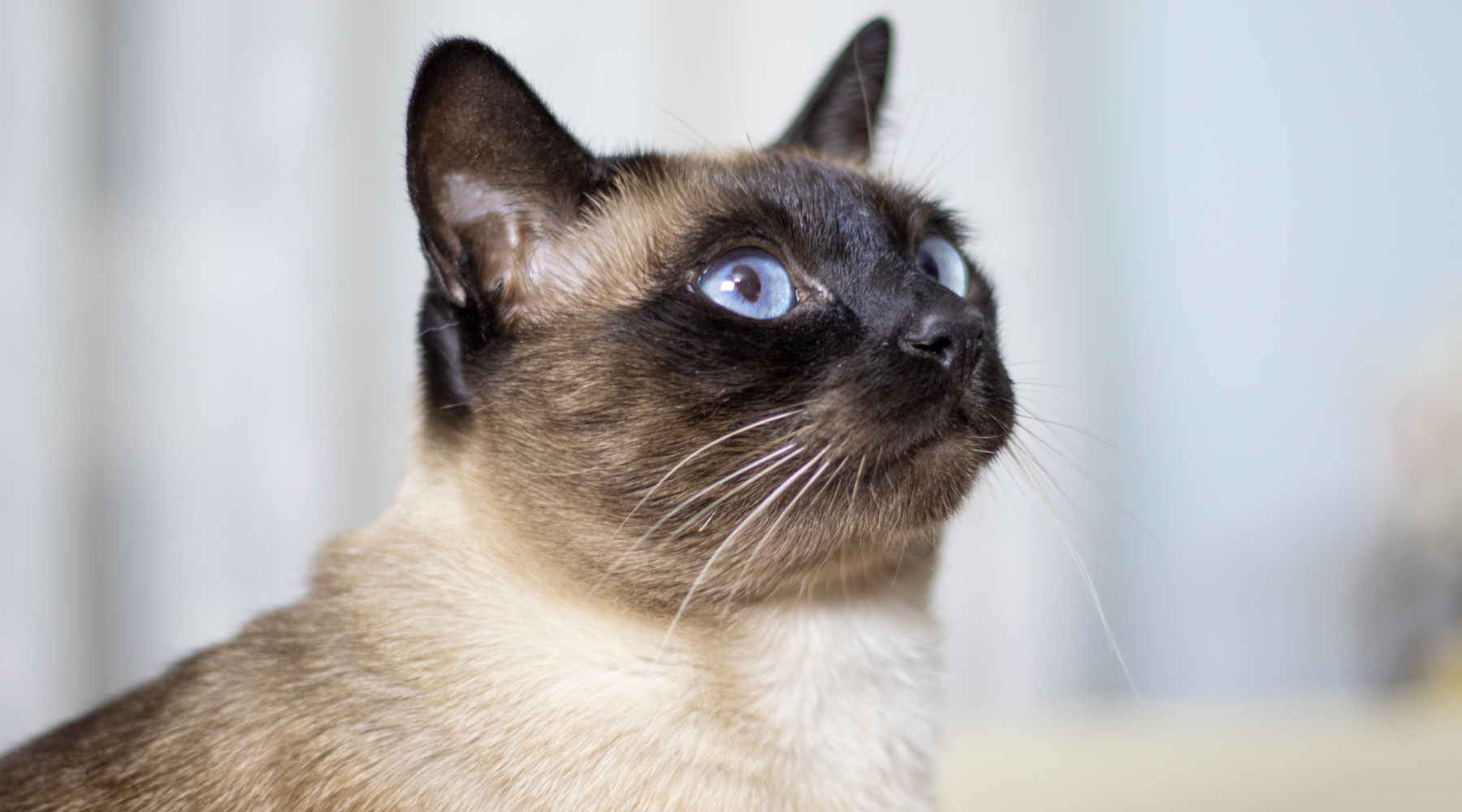 Siamese cat