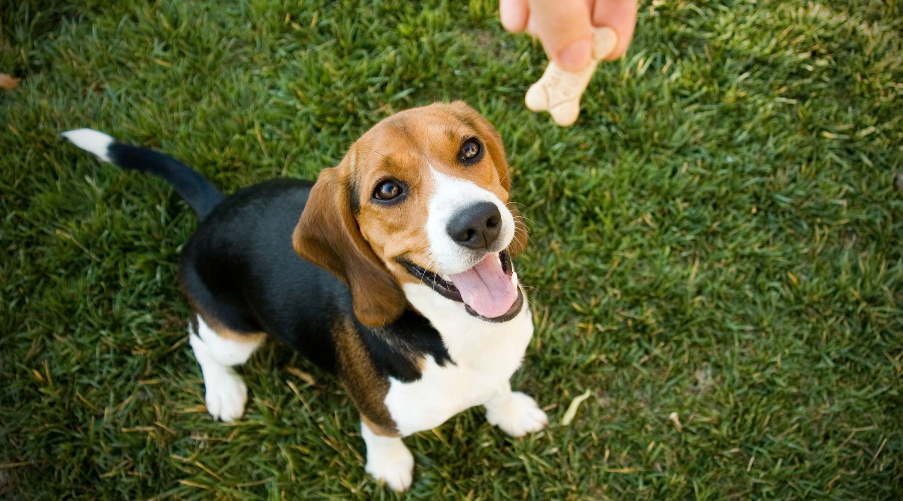 Teaching a dog to sit using a treat