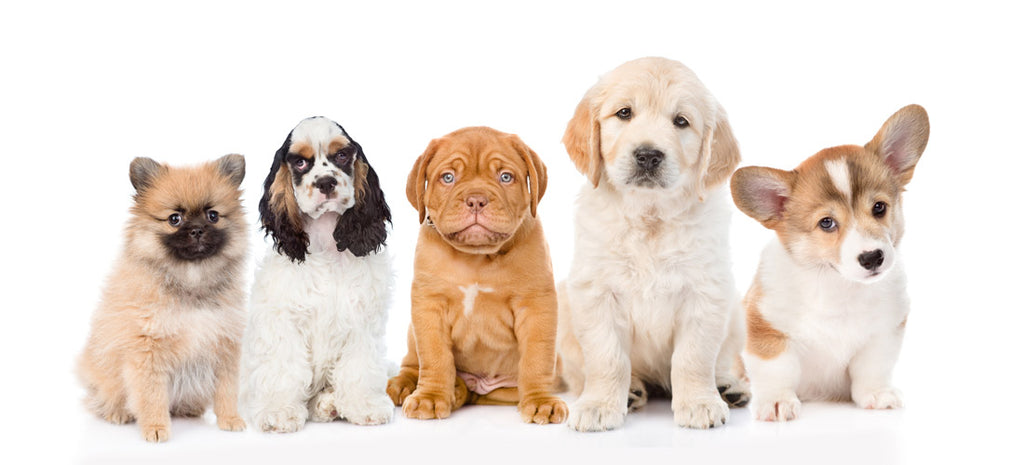 The 20 Most Popular Puppy Breeds of 2021