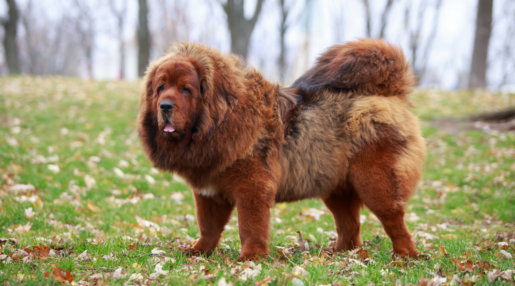 Tibetan Mastiff