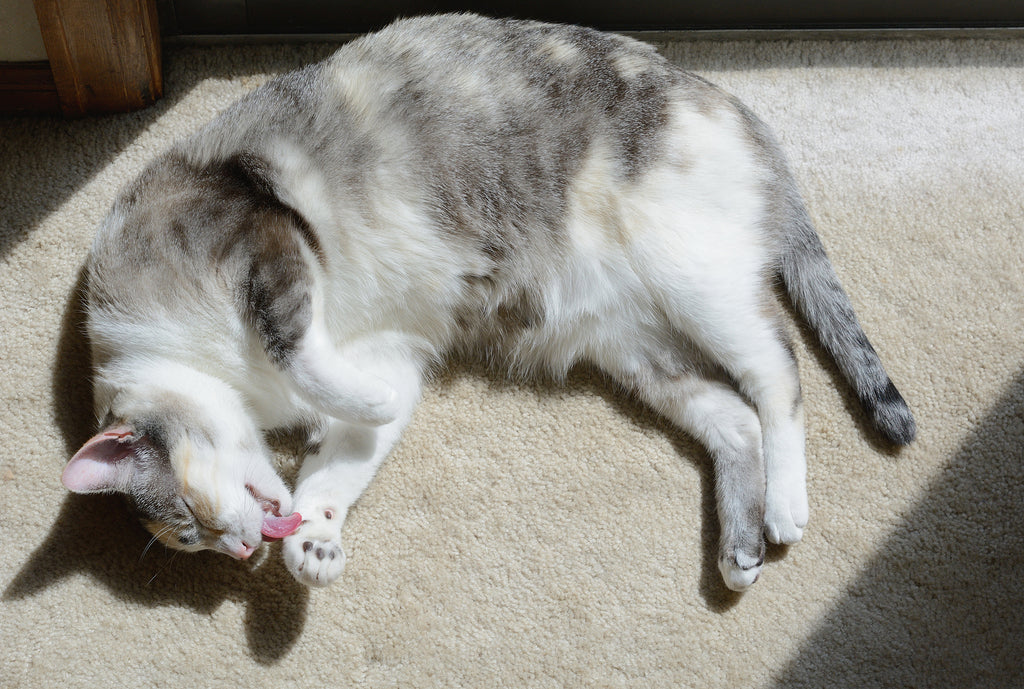 Calico cat sunbathing - Top 4 Frozen Cat Treats for Summer