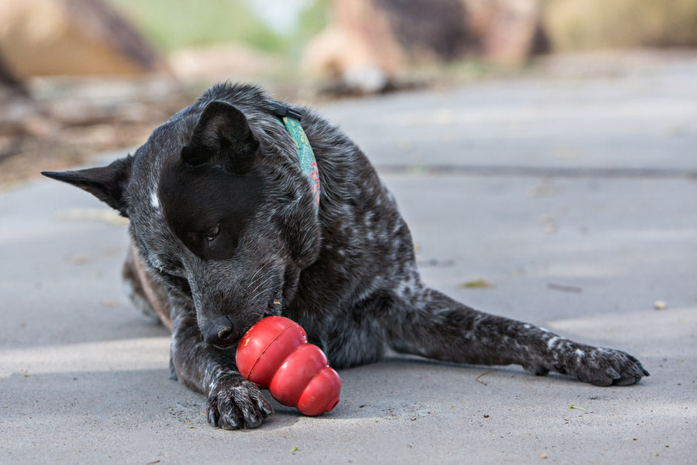Peanut Butter and Banana Frozen Kong Treat Recipe for your Dog
