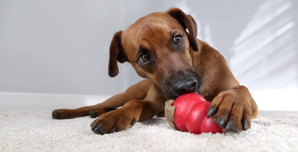 Top 4 Frozen Kong Recipes for Your Pup