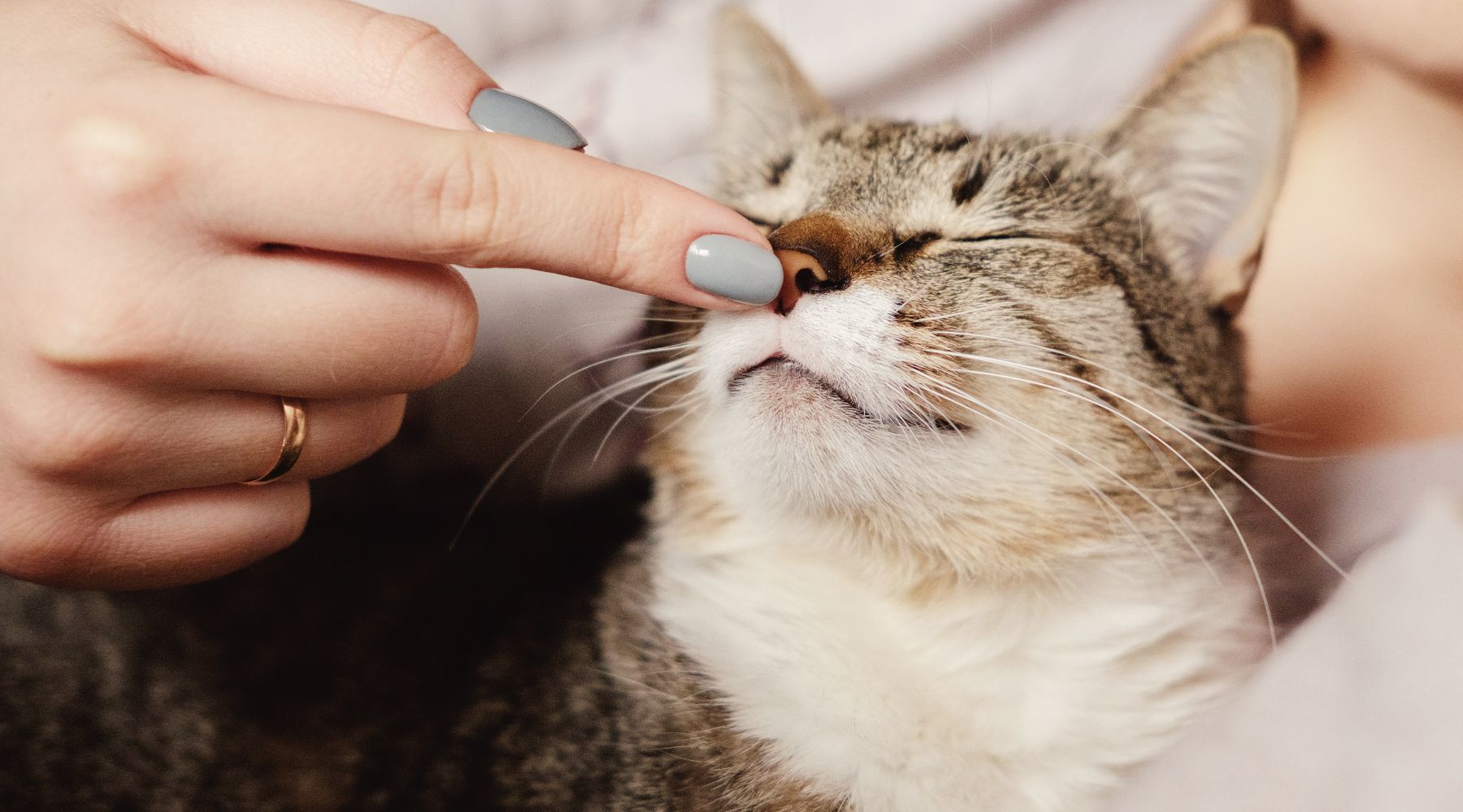 Touching cat's nose