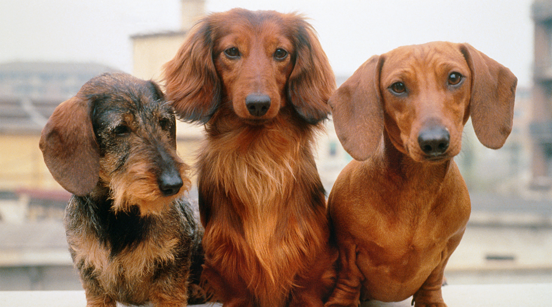 Types of Dachshund