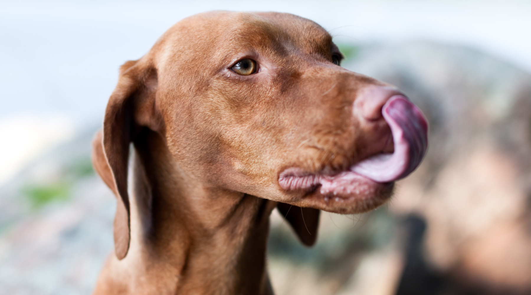 Vizsla licking lips