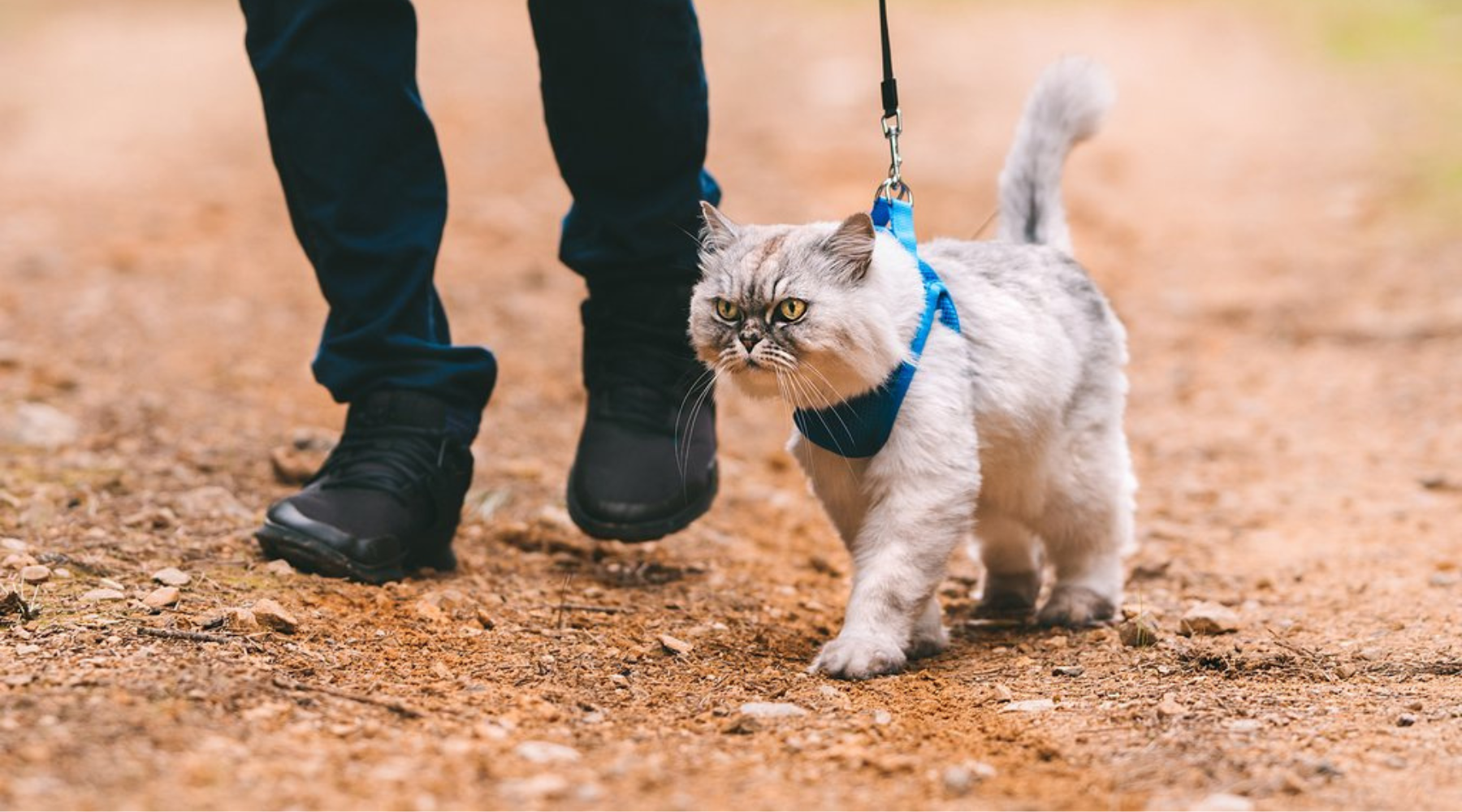 Walking a cat using a harness