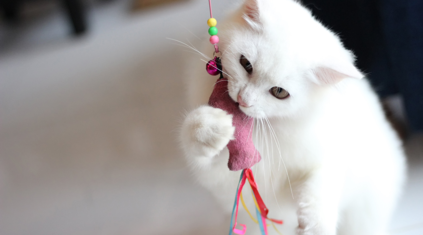 White cat playing