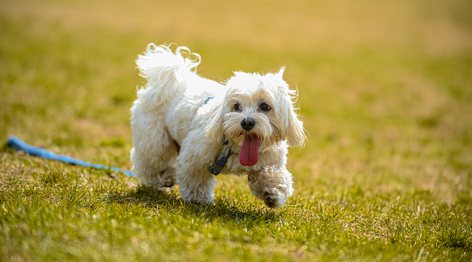 White dog being walked on grass