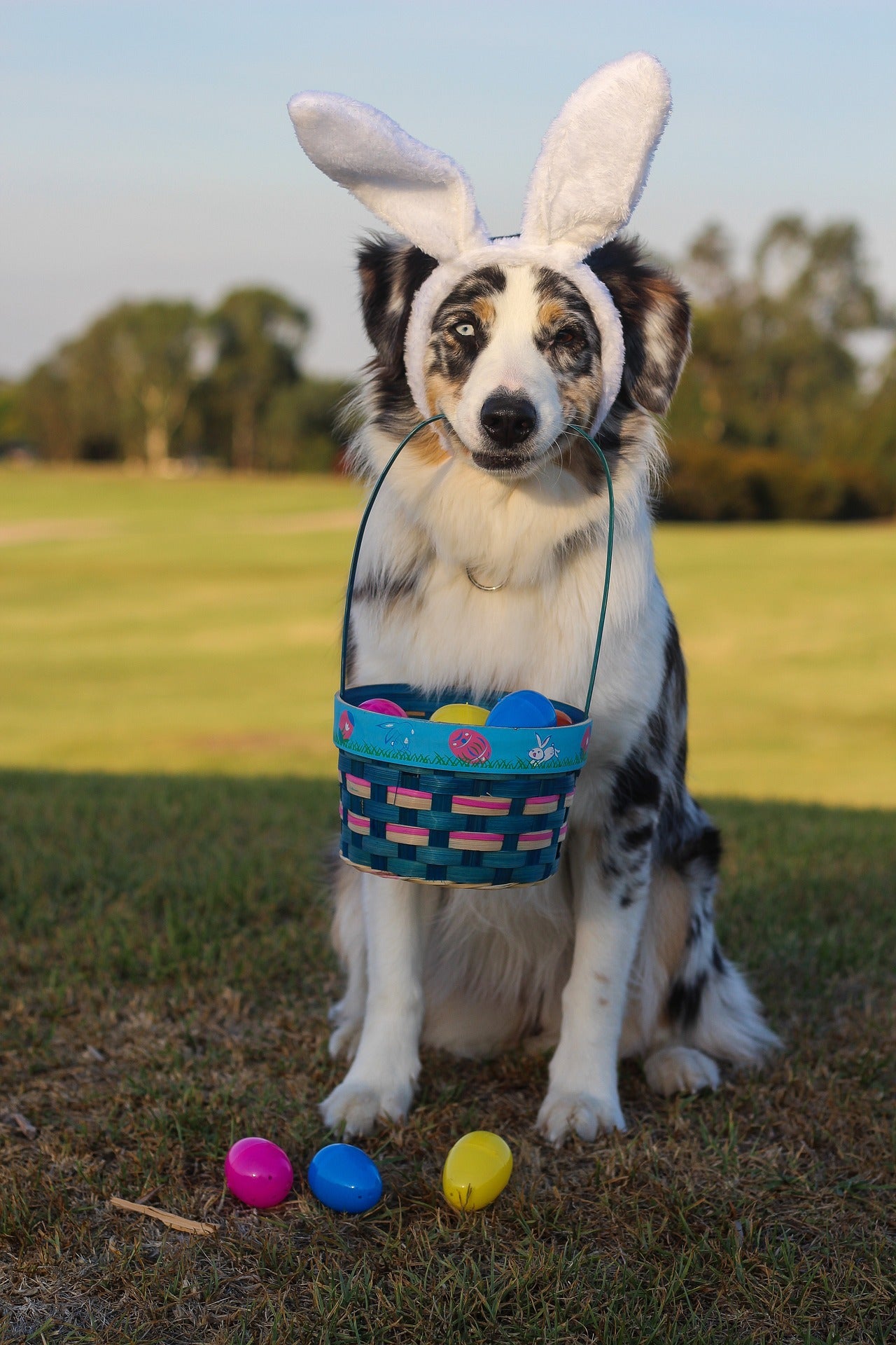 Australian Shepherd egg basket