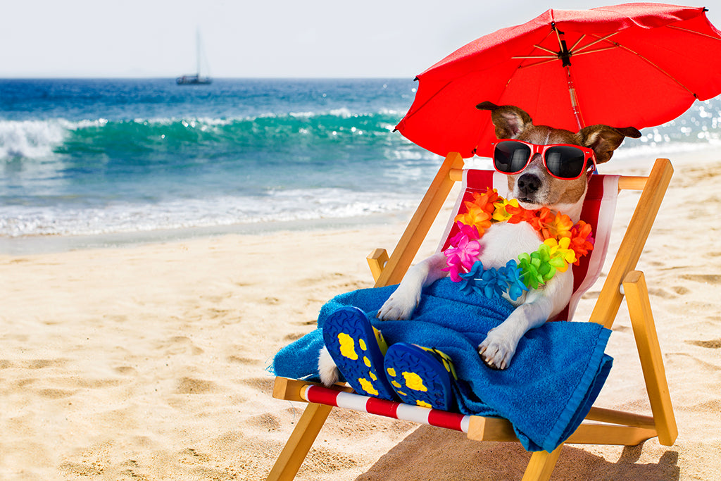 Dog enjoying the beach