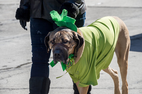 Dog in green