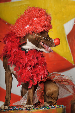 Clown Dog