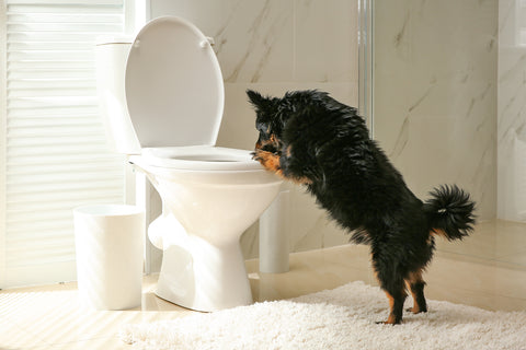 dog drinking toilet bowl