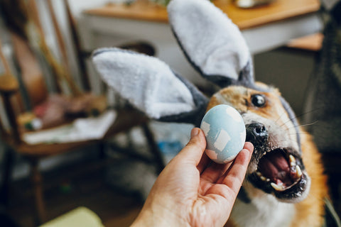 Dog and Egg