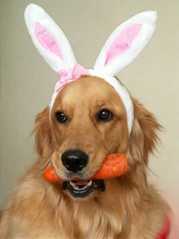 Dog in bunny ears with carrot