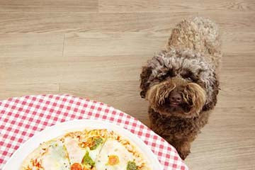 Begging dog in the kitchen