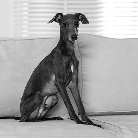 GREYSCALE GREYHOUND