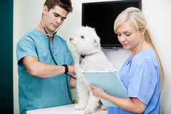 Veterinary Technician