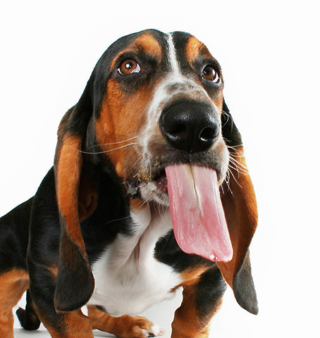 basset licker