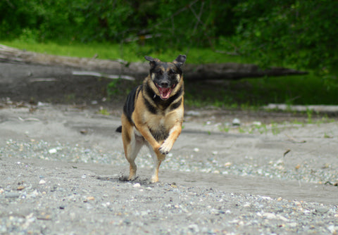 German Shepherd Running