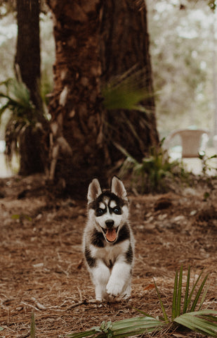 Husky Puppy