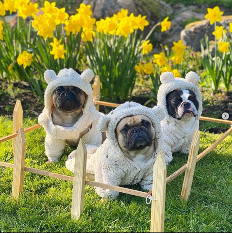 French bulldogs in costume