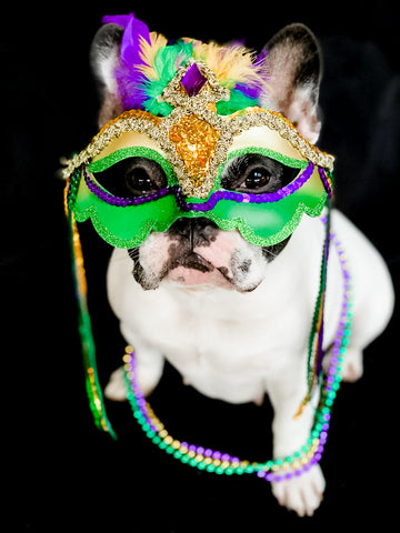 French Bulldog in Mardi Gras mask and beads.