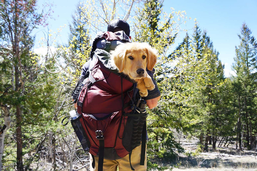 Dog in backpack on hiking trail.