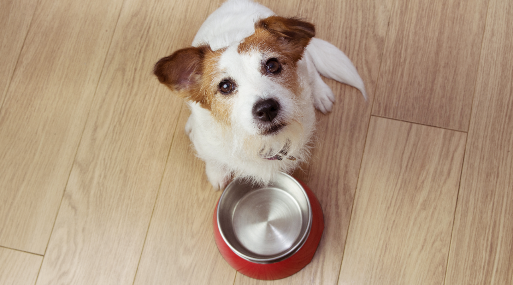 Dog with food bowl