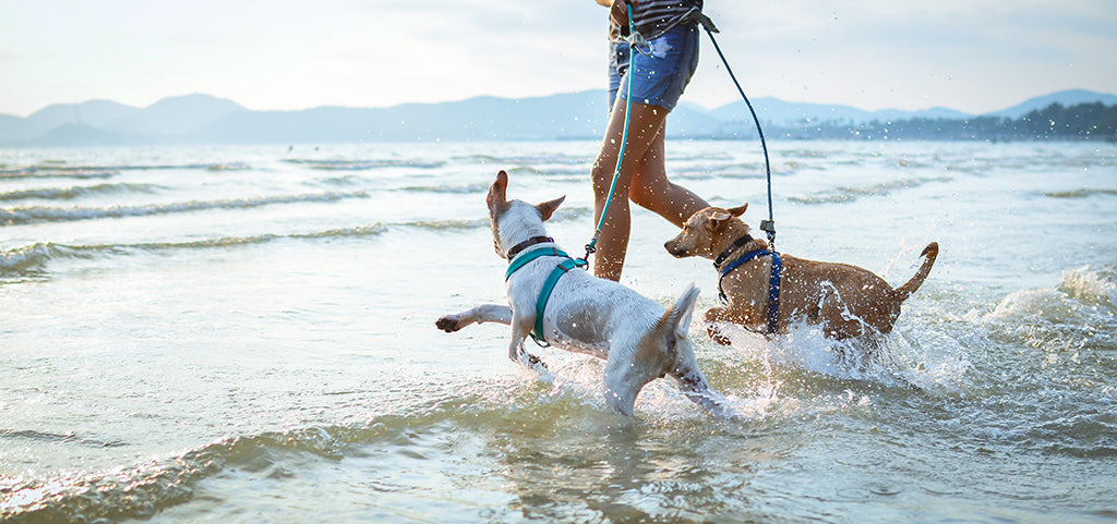 dogs splashing in the waves