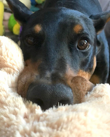 Drake the doberman pinscher