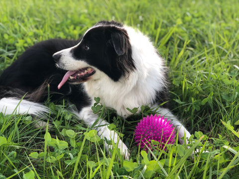 Border Collie With Ball