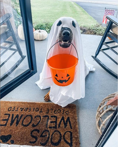 Dog dressed as a ghost