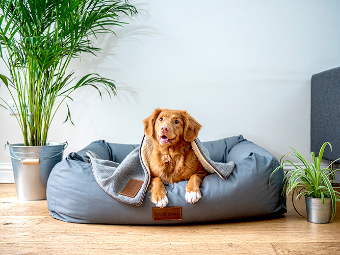 Nova Scotia Duck Tolling retriever on a bed