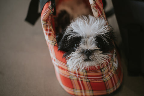 Dog in bag