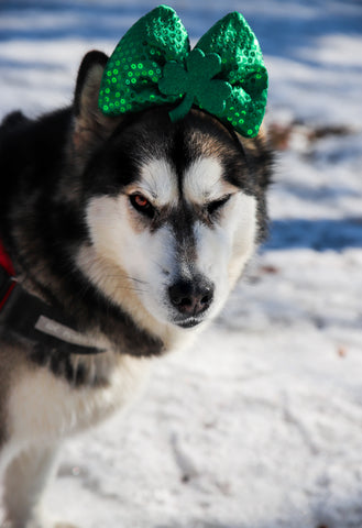 Malamute