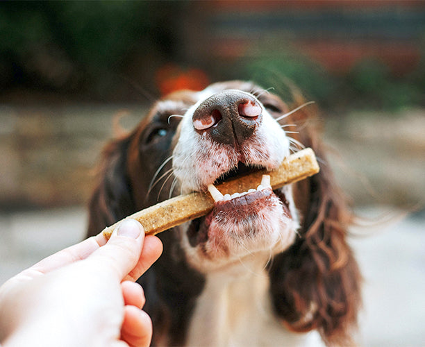 Brittany Spaniel eating a dog treat