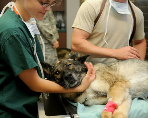 GSD with Vet tech